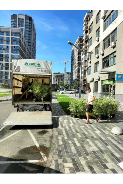 Дерен білий Елегантіссіма 